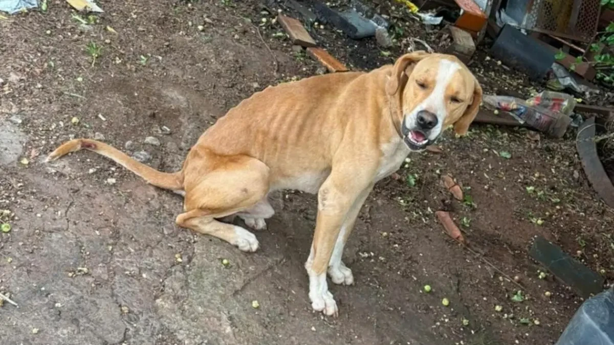 cachorro x maus tratos