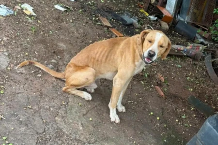 cachorro x maus tratos