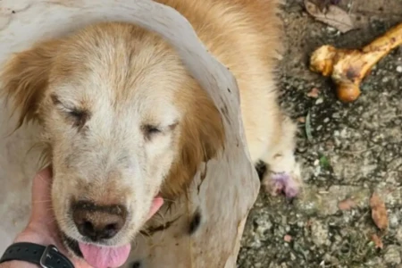 Imagem da cadela com sinais de maus-tratos