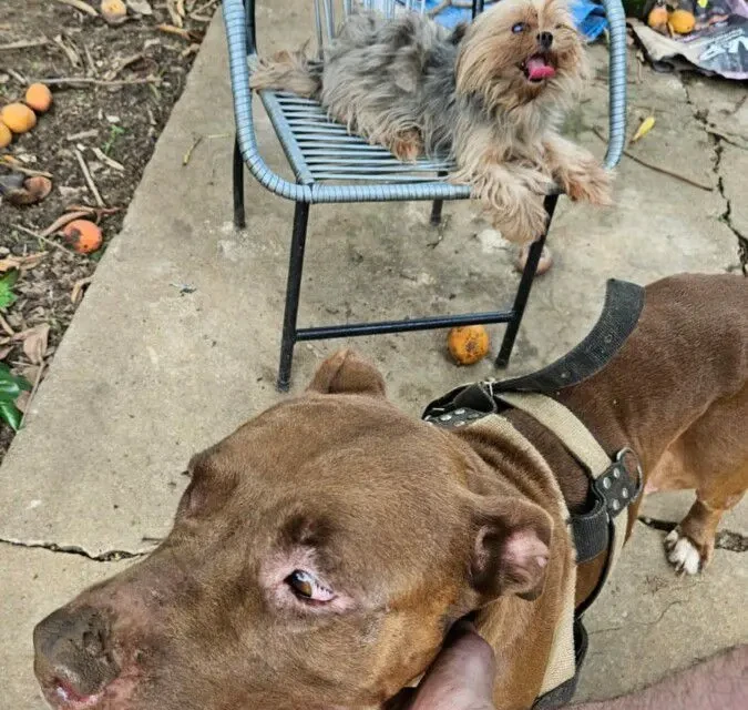 Imagem dos cães com sinais de maus-tratos