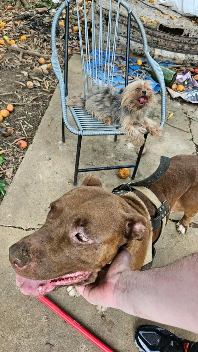 Imagem dos cães com sinais de maus-tratos