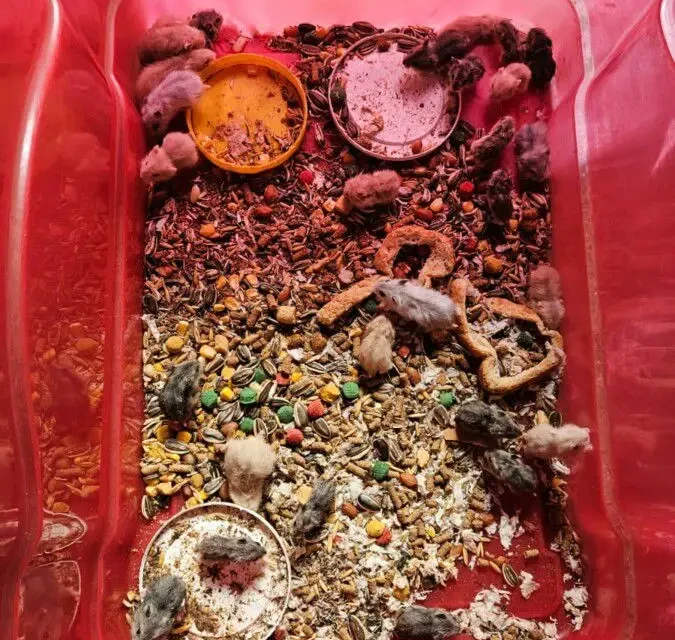 Imagem dos hamsters em caixas