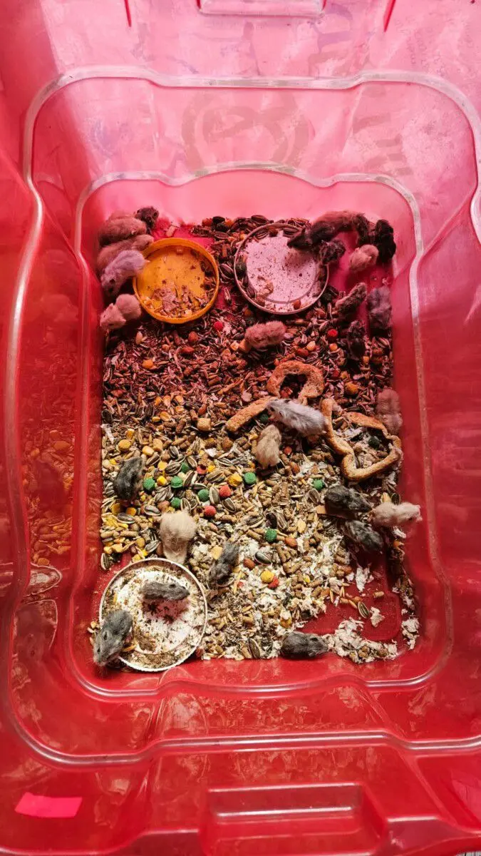 Imagem dos hamsters em caixas