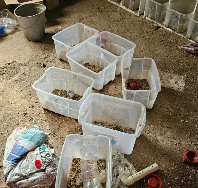 Imagem das caixas com hamsters