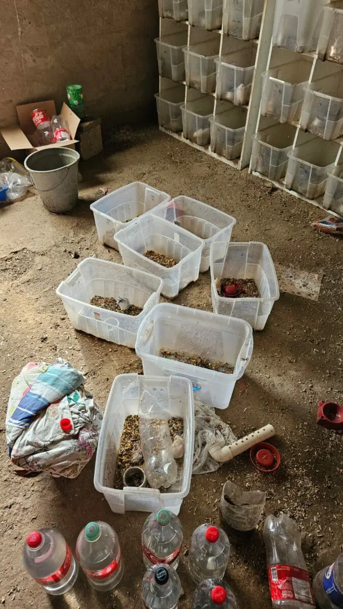 Imagem das caixas com hamsters