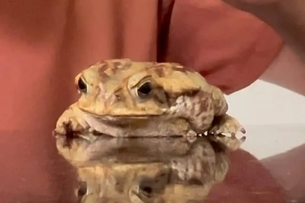 Sapo é resgatado após ter patas amputadas e boca colada e emociona web Estudante de veterinária mostrou a recuperação do anfíbio