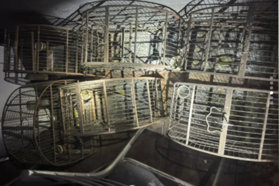 gaiolas x rinha de galo