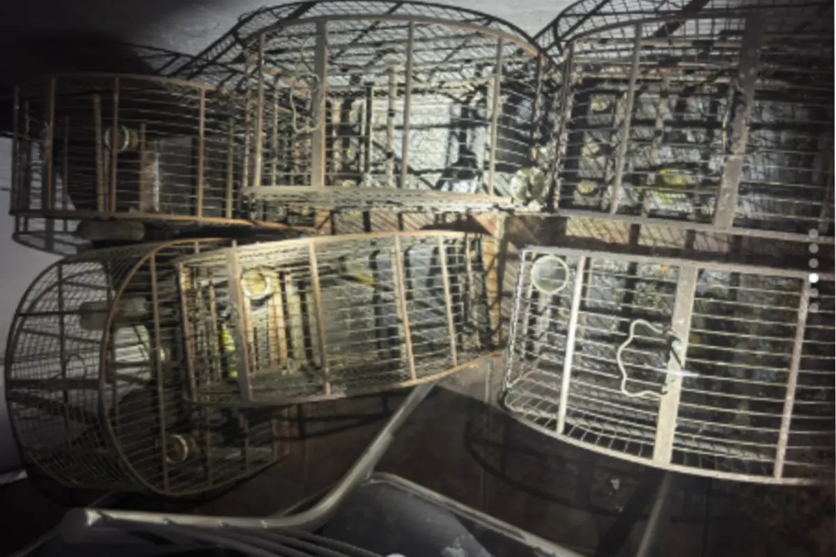 gaiolas x rinha de galo