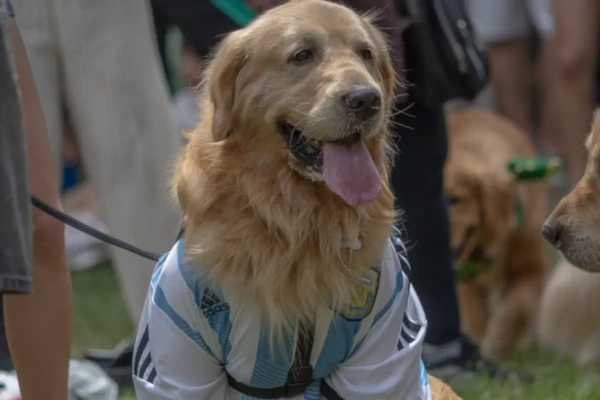 Argentinos fazem encontro com mais de 2,3 mil golden retrievers em busca de recorde (Foto: @fausduperre)