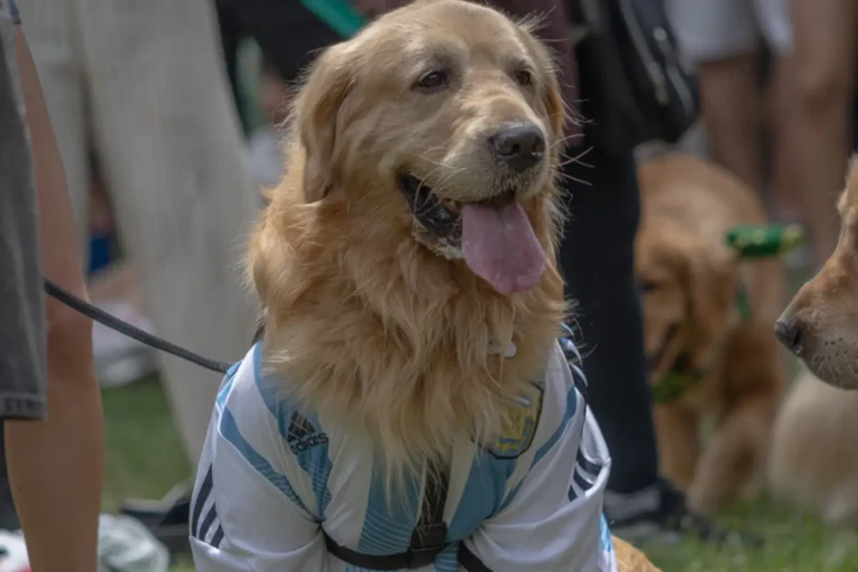 Argentinos fazem encontro com mais de 2,3 mil golden retrievers em busca de recorde (Foto: @fausduperre)