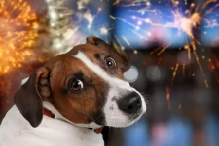 Fogos de artifício x pets: veja como proteger cães e gatos do estresse reduzir o impacto dos ruídos durante o Natal e o Réveillon