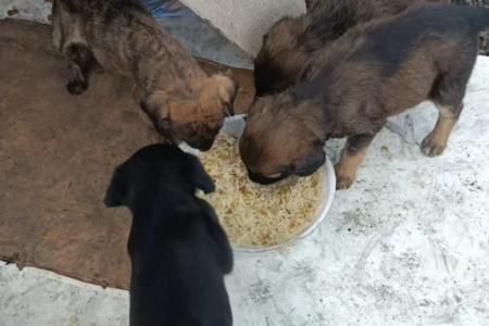 Falta de iluminação em setor de Aparecida é usada para descarte de lixo e abandono animal