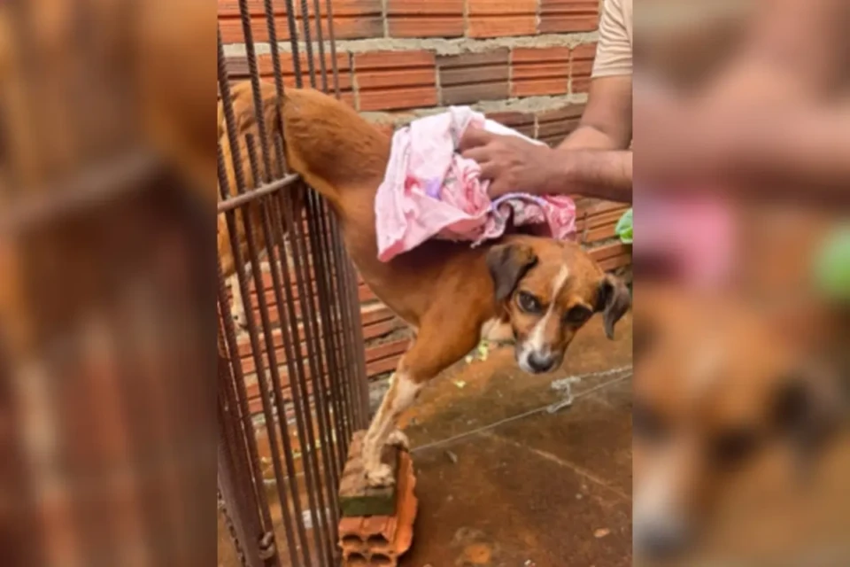 CACHORRO X PRESO