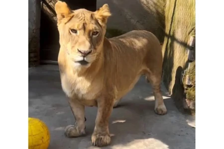 Leão de patas curtas viraliza na web após virar atração em zoológico; vídeo Felino ganhou um apelido carinhoso entre os funcionários do local