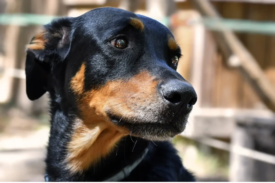 cachorro
