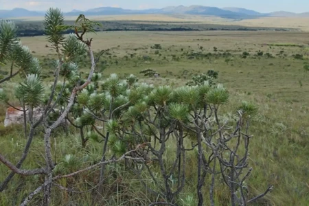 Universidades criam instituto para integrar pesquisas sobre o Cerrado do Brasil