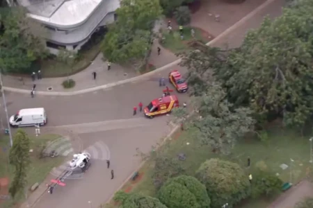 Árvore de grande porte cai no parque Ibirapuera e atinge mulher (Foto: Reprodução)