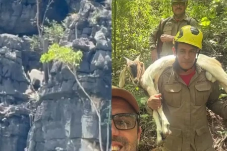 Imagem mostra local onde o animal estava e imagem após o resgate