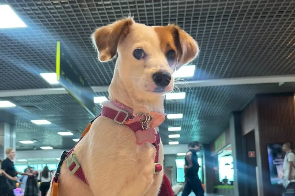 Tema recente no direito, advogada explica o que faz um animal ser de suporte emocional