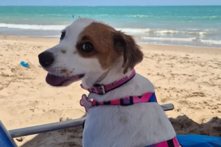 Além do afeto: profissionais explicam os critérios para animal de suporte emocional após decisão em Goiás