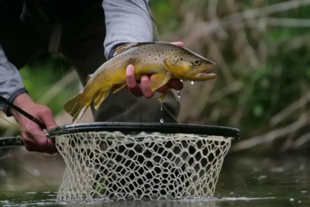 Imagem de um peixe e uma rede de pesca