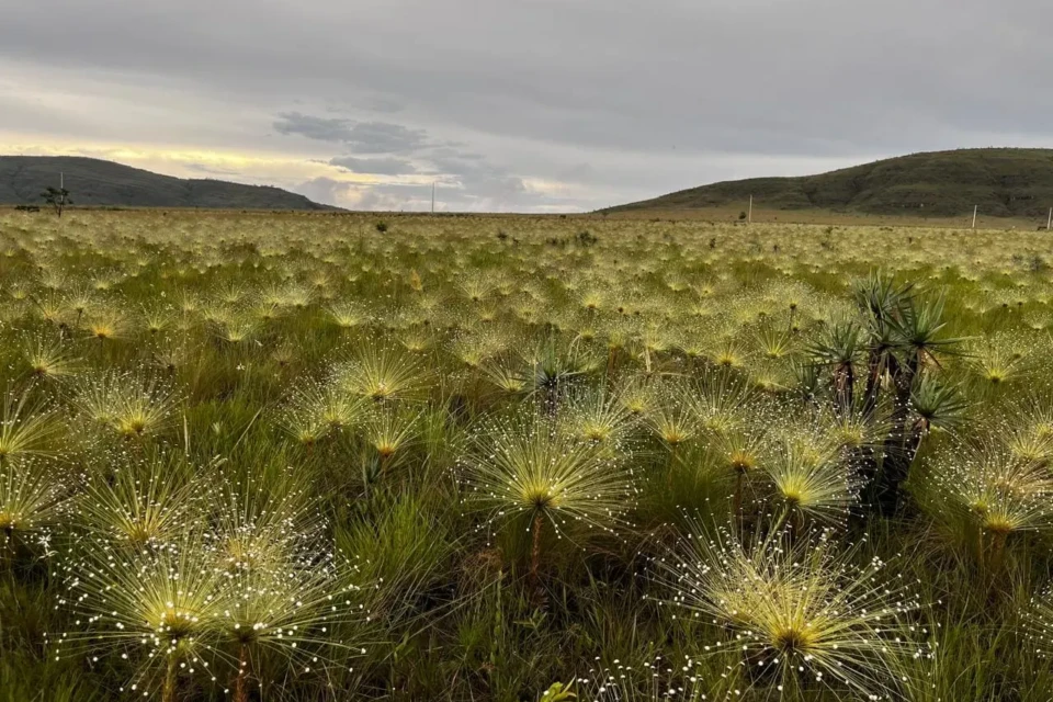 Cerrado lidera perda de vegetação no país e supera a da Amazônia redução no desmate, mas Cerrado mantém liderança na perda de vegetação