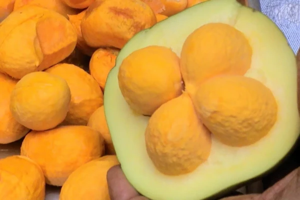 Goiás pequi sem espinho e transforma fruto do Cerrado em lavoura comercial Novas variedades permitem produção planejada e aumentam renda