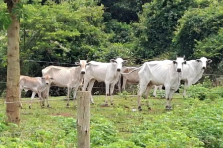 rebanho x maus tratos