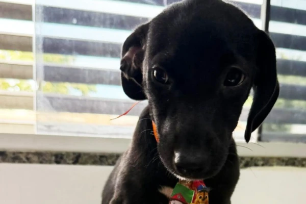 Aparecida de Goiânia recebe feira de adoção pet neste fim de semana