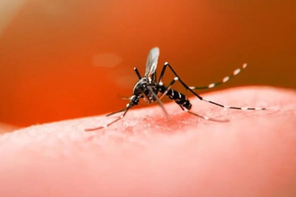 Imagem de um mosquito da dengue