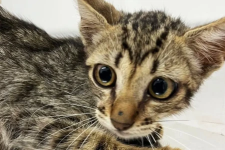 Imagem de um dos gatos para adoção