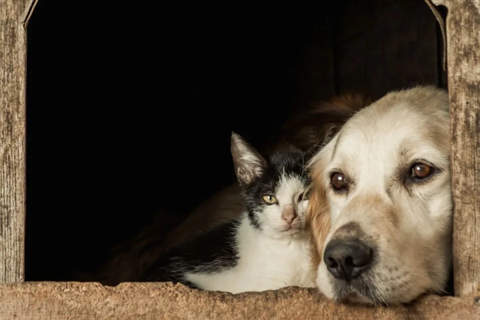 gato e cachorro