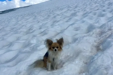 Chihuahua salva vida de dono em geleira, na Suíça; saiba o que aconteceu Pequeno cão foi decisivo em resgate dramático