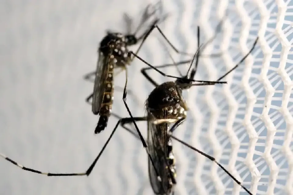 dengue