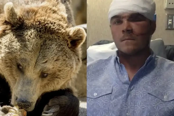 Caçador sobrevive a ataque de urso de 180 kg com manobra inusitada; saiba qual perfurações na perna causadas pelas mordidas pontos na cabeça