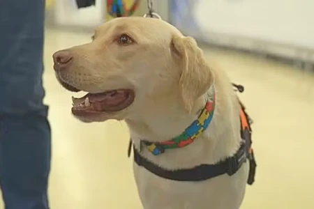 Justiça condena TAP por impedir embarque de cão de assistência criança autista (Foto: Reprodução)