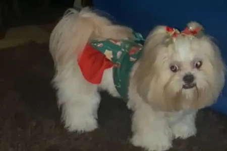 Cadela morre de calor após ser enviada para serviço de banho e tosa em Goiânia, diz família