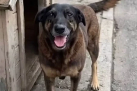 Cão morreu vítima de maus-tratos em Florianópolis (SC) Manifestação em Goiânia após morte de cão Orelha; saiba tudo