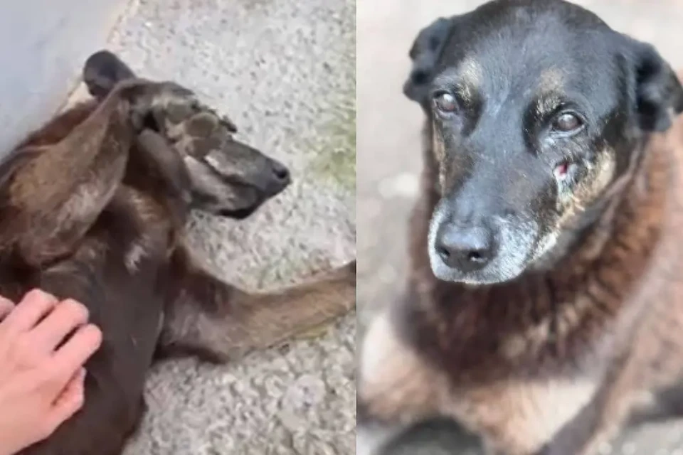 Dois adolescentes suspeitos de atacar cão Orelha estão nos EUA; polícia quer evitar protesto no aeroporto Polícia deve acompanhar