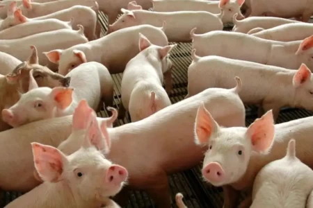 Imagem mostra animais confinados