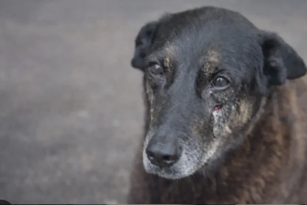 Vídeo de IA mostra encontro do cão Orelha com Jesus; assista Cachorro foi agredido e torturado em Santa Catarina; adolescentes são suspeitos