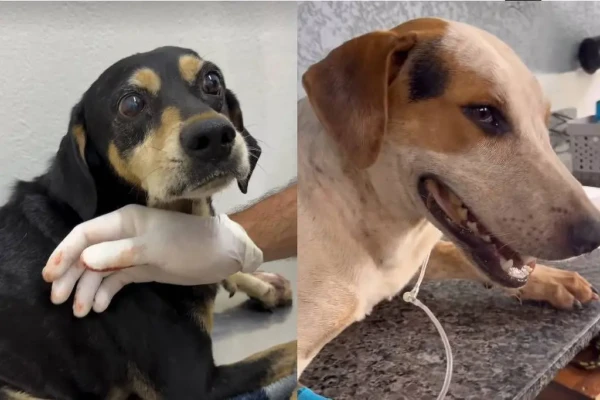 Cão comunitário morre baleado no PR; outro animal é atingido por disparo de policial no RS No Paraná, autor do disparo não foi identificado