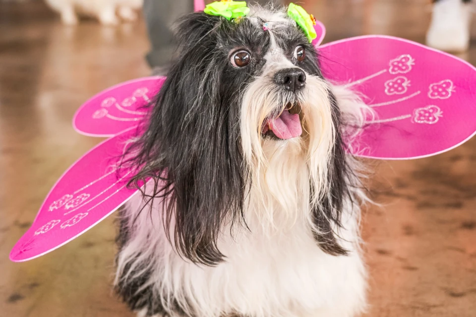Carnaval pet reúne bloco de fantasias e feira de adoção em Aparecida de Goiânia