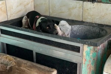 CACHORRO X ABANDONO X VALPARAISO