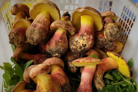 Lanmaoa asiatica faz as pessoas verem pessoinhas Especialistas exploram cogumelo que causa alucinações semelhantes às de contos de fadas