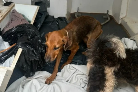 Imagem dos animais resgatados