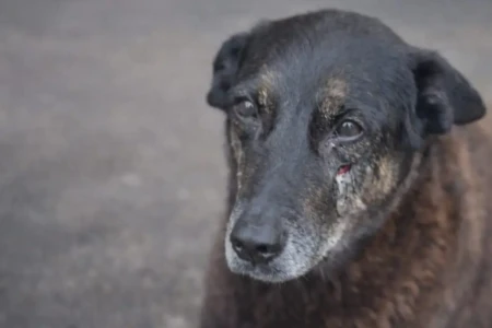 País registra ao menos seis casos de violência contra cães em uma semana