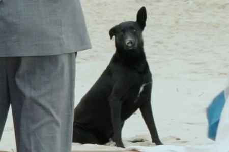 cão comunitário na Praia Brava, em Florianópolis Vídeo emociona internautas ao mostrar cão Orelha roubando a cena em casamento; veja