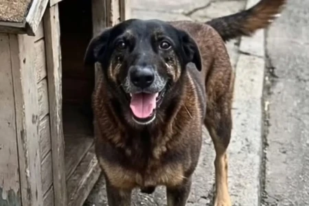Morte do cão Orelha O cachorro foi brutalmente espancado por quatro adolescentes no mesmo local onde costumava circular livremente. Devido à gravidade das agressões, o animal precisou ser submetido à eutanásia, o que intensificou a revolta popular e reacendeu o debate sobre punições para crimes de maus-tratos. Conhecido na região da Praia Brava, Orelha, um cachorro comunitário de aproximadamente 10 anos, era descrito por moradores como extremamente dócil e afetuoso. Sua morte passou a simbolizar não apenas um caso isolado, mas a realidade enfrentada diariamente por milhares de animais em situação de abandono e violência no Brasil.