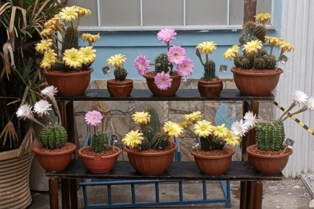 Bazar das Plantas Plaza D'Oro Shopping (Divulgação) (1)